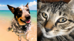 Humane Society of Broward County Introduces Buddy and Roxy: 2 Perfect Pets in Need of a Home