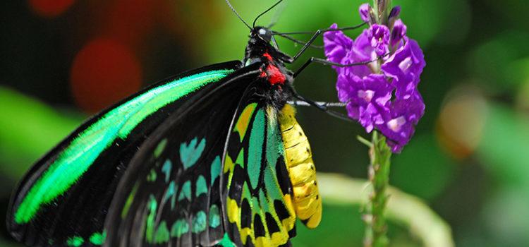 The Women’s Club of Coconut Creek Hosts Self-Guided Butterfly Garden Tour
