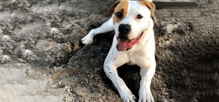 Dog of the Week: Clyde is a Perfect Travel Buddy