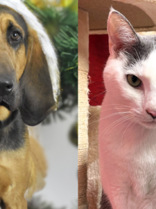 Meet Copper and Lil Grey: 2 Adorable Pets Looking for Their Forever Homes