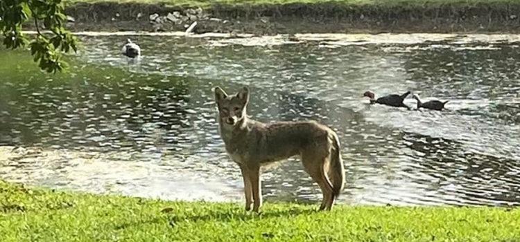 Coconut Creek Police Distributes Coyote Whistles After Recent Sightings