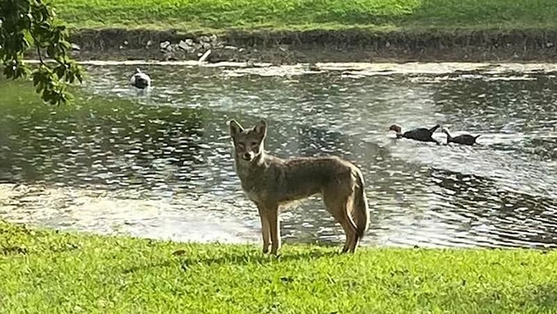 A coyote recently photographed in Coconut Creek. {Courtesy Coconut Creek Police Department Facebook page}