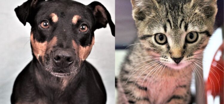 Darel and Stanley Are Ready for Adoption at the Humane Society of Broward County