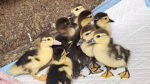 Feathered Friends Find Refuge After Woman’s Home Becomes Duck Sanctuary