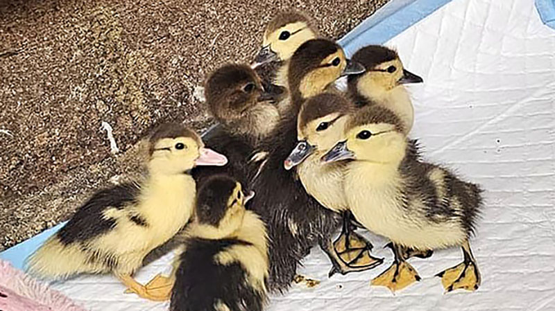 Feathered Friends Find Refuge After Woman’s Home Becomes Duck Sanctuary