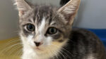 Cats Exclusive Hosts ‘Dine & Donate’ Fundraiser to Support Shelter’s Lifesaving Work