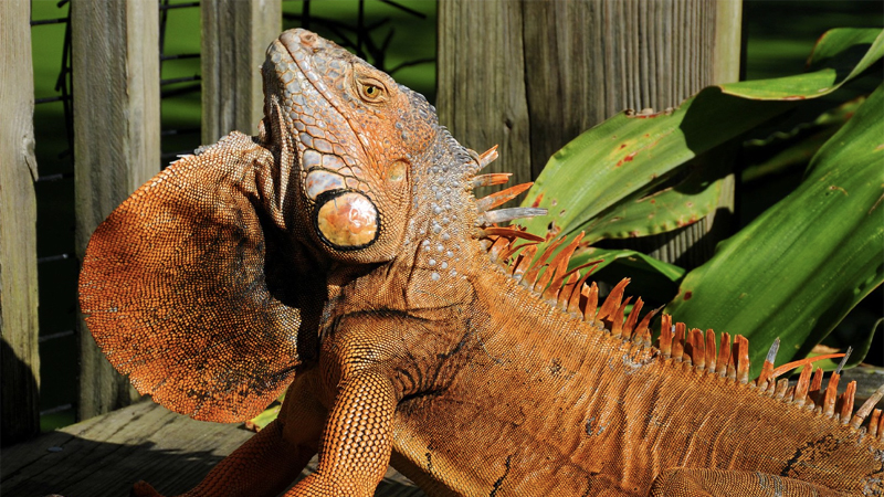 florida Iguana