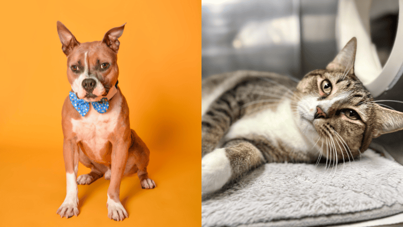 Franz Ferdinand and Maxie Search for Forever Homes in Broward County