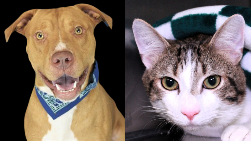Meet 2 Delightful Companions Awaiting Their Forever Homes at the Humane Society of Broward County