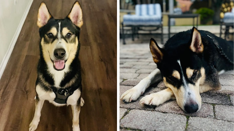 Incredibly Friendly 18-Month-Old Husky Seeks Forever Home