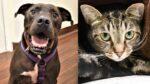 Pets of the Week: Max and Bandit Are Great With Other Animals