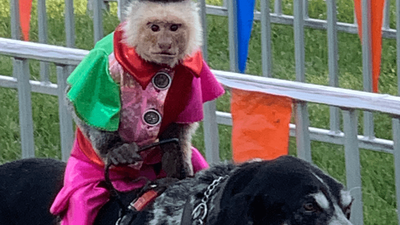 Margate Fair Promises 'No Animal Acts' After Last Year's Monkey Races, Vows to Improve Safety