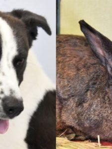 Pets of the Week: Collie-Mix and Bunny Are Eager to Meet Their New Families