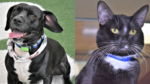 Adopt These Adorable Pets: Onyx and Toes Are Looking for Their Forever Homes at the Humane Society of Broward County