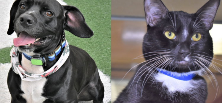 Adopt These Adorable Pets: Onyx and Toes Are Looking for Their Forever Homes at the Humane Society of Broward County