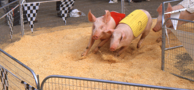The Margate Fair Returns with Pig Races Amid Animal Welfare Debate
