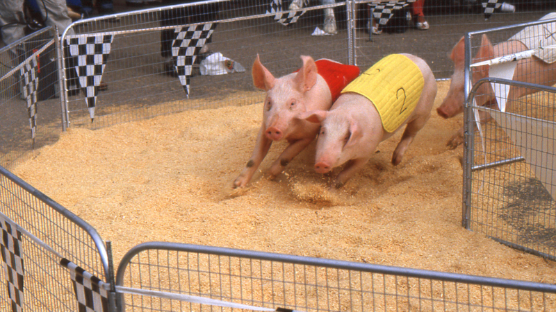 Margate's Annual Fair Brings Pig Races and Family Fun to Town