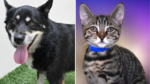 2 Pets Seek New Homes at the Broward County Humane Society