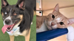 Raven, an Adorable Dog, and Bevo, a Charming Cat, Seek Families to Shower with Love and Affection