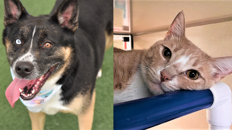Raven, an Adorable Dog, and Bevo, a Charming Cat, Seek Families to Shower with Love and Affection