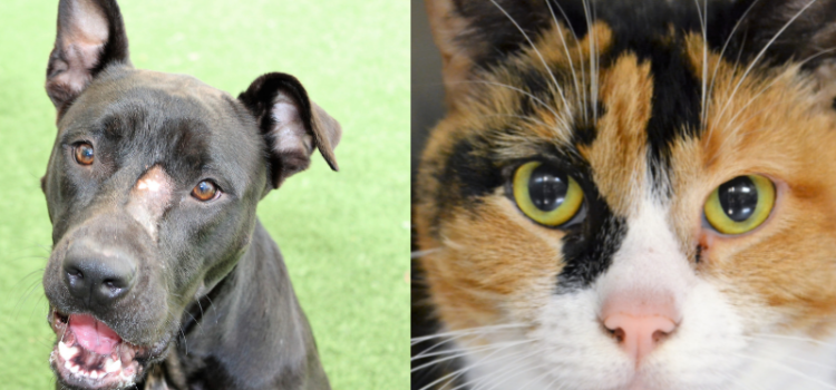 Duchess and Sasha are Looking for Forever Homes at the Humane Society of Broward County