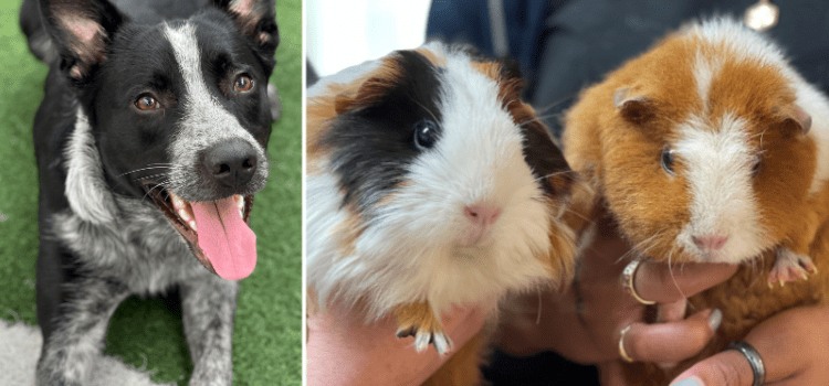 Pets of the Week: Shadow the Cattle Dog Mix and Guinea Pig Sisters Need Forever Homes