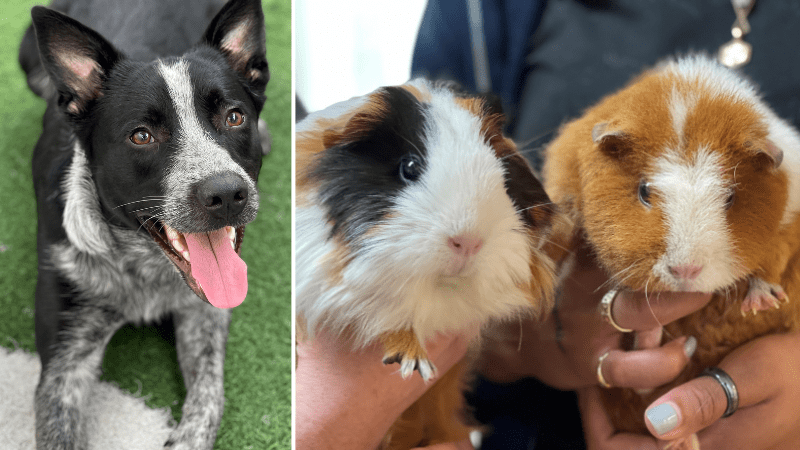 Pets of the Week: Shadow the Cattle Dog Mix and 2 Guinea Sisters Need Forever Homes