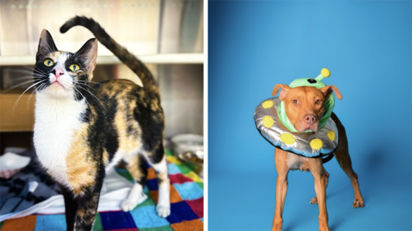 Meet S’mores and Pie, Two Sweet Pets Looking for Forever Homes at Broward County Animal Care