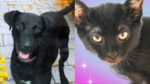 Zoey and Beyonce Looking for Forever Homes at Humane Society of Broward County